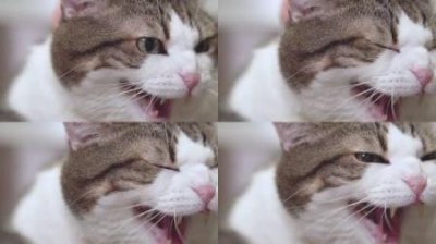 ​猫咪肛门腺 用不用挤掉？肛门腺问题的应对方法