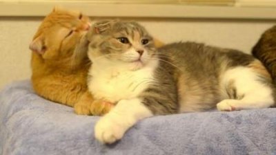 ​幼犬吃磨牙棒有危险吗？幼犬吃磨牙棒牙齿流血