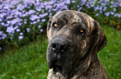 ​杜高犬养殖训练经验交流杜高犬的饲养方法