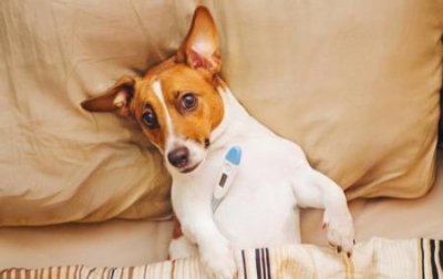 ​大贵宾犬听话？大贵宾犬听话不听话