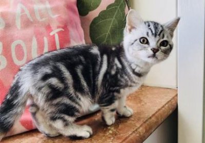 ​铲屎官是否明白猫咪吐舌头的含义？猫咪吐舌头是在跟铲屎官暗示一些什么？