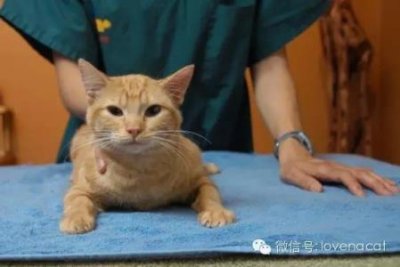 ​这两天，养暹罗的铲屎官，都在给暹罗保暖，因为怕糊