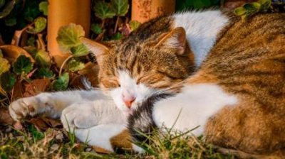 ​解决猫咪不爱喝水问题的几种有效方法