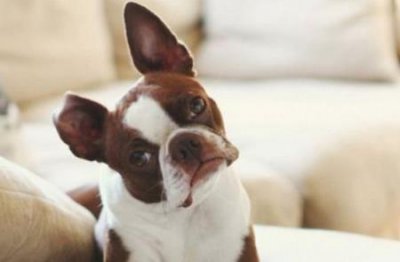 ​专业指南：解析幼犬细小病毒感染真相及医治方法