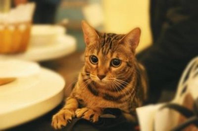 ​公寓宠物新选择：这些小动物清洁自爱，无异味