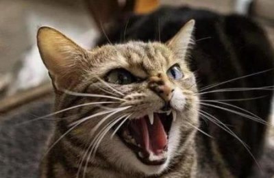 ​猫咪生病的11个信号！要注意 猫咪死了正确处理方法