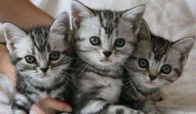 ​新手养边境牧羊犬？边境牧羊犬可以养吗？