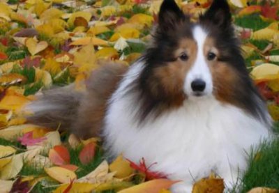 ​金毛吼故事，金毛吼是哪一回