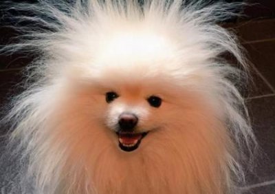 ​小矮子腊肠犬，有什么优缺点？小腊肠犬好养吗？怎么养？