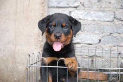 ​狗狗长皮肤瘤的 如何预防和医治？