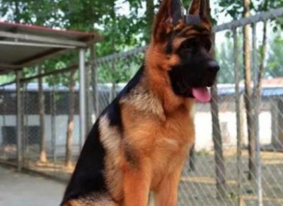 ​什么犬可以保护主人 什么犬保护主人最好