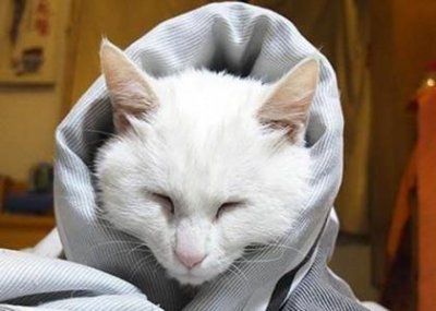 ​什么猫粮最好？教你一招排除法，为猫咪选择最合适的主粮