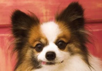 ​盘点哈士奇的几个隐藏特点，很多人都不知道！