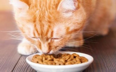 ​公猫为什么总是打不过母猫？原本有这些真相