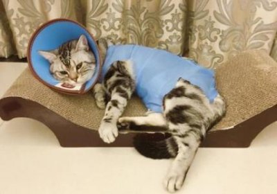 ​室外养宠物如何有效降温