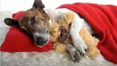 ​爱斯基摩犬多少一只，爱斯基摩犬体重一般多少斤