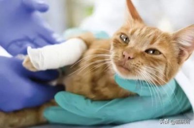 ​泰迪驱虫教程价格，泰迪驱虫多长时间一次