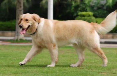 ​幼犬偷偷吃自己拉的屎幼犬吃自己粑粑怎么办？幼犬老吃自己大便