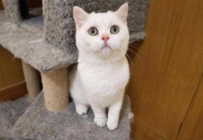 ​人畜共患的犬细小病毒犬细小病毒是人畜共患病吗？