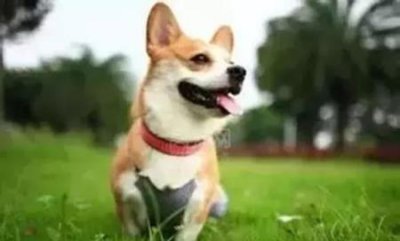 ​熊猫养久了会认主人吗？熊猫的智商相当人几岁