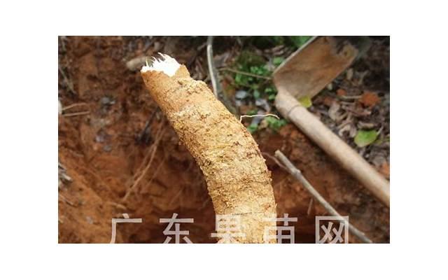 金牛座分手后会回头吗 金牛座分手后有复合的机会么