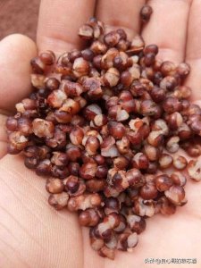 ​圣元酒多少钱一盒52度(圣元酒业有限公司)