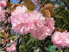 dhc是哪个国家的品牌?dhc是什么品牌的化妆品 dhc是哪个国家的品牌?dhc是什么品牌的化妆品