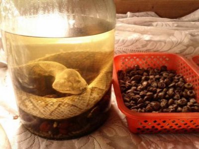 ​多少蛇泡酒好(多少蛇泡酒好喝)