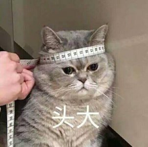 ​超全猫咪表情包，猫奴们绝对要收藏