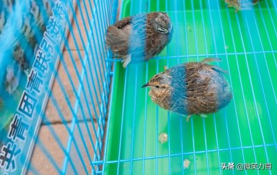 ​芦丁鸡为什么不建议养？坑有多深看了才知道