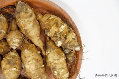 ​被低估的作物“鬼子姜”！一种种植简单，作用非凡的作物