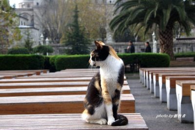 ​全世界最爱猫的城市，来这里你可以错过一切，但不要错过猫咪