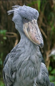 ​不应该存在的十大物种