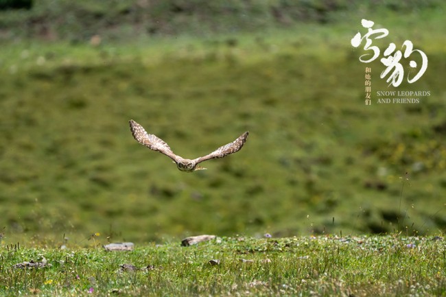生命张力拉满！《雪豹和她的朋友们》野性来袭