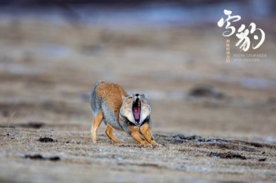 ​生命张力拉满！《雪豹和她的朋友们》野性来袭
