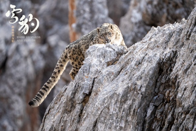 生命张力拉满！《雪豹和她的朋友们》野性来袭