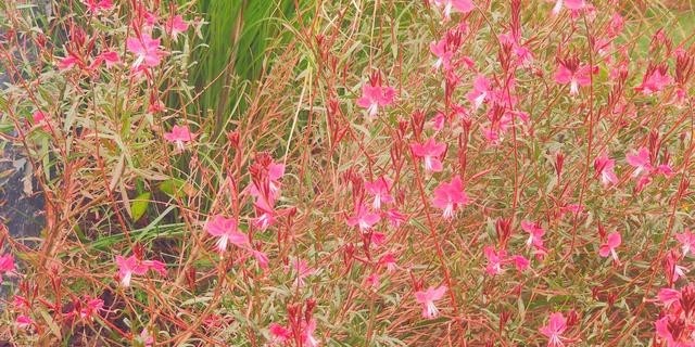 阿朵花屿小镇在哪里(阿朵花屿在藏马山哪里) 阿朵 花屿 第3张 阿朵花屿小镇在哪里(阿朵花屿在藏马山哪里) 阿朵 花屿 第3张