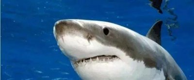 ​动物争霸，咬合力大比拼