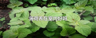 ​薄荷养在室内好吗