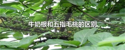 ​牛奶根和五指毛桃的区别