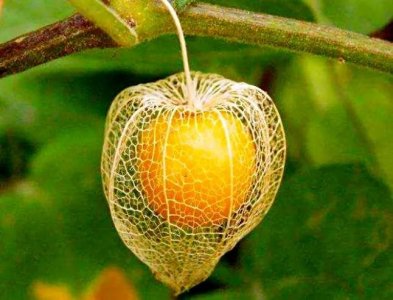 ​冬日灯笼果（茹娘果）美极了