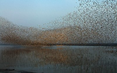 ​仅用百余年、吃光50亿，已经灭绝的北美旅鸽，到底是有多好吃？