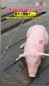 ​上海浦东钓鱼佬钓上二师兄，脖子有缝针，网友脑洞大开：猪藏毒