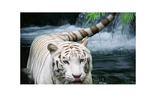 如何调情 调情工具