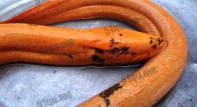 ​世界上最大的黄鳝比蟒蛇粗成精图 史上最老的黄鳝155岁还在世吗