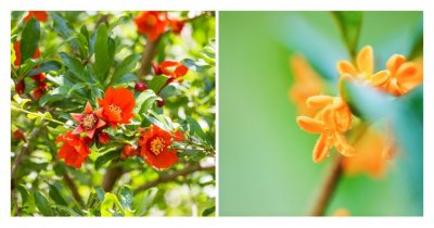 ​中国各省会市花