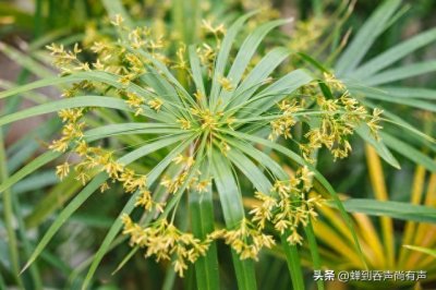 ​四季常绿的风车草：无畏困境，坚守本色