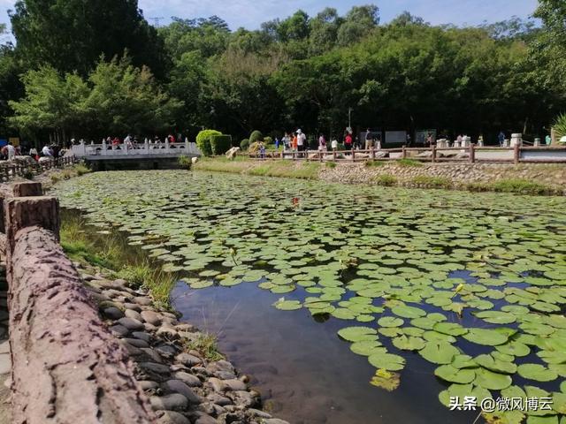 深圳凤凰山森林公园适合爬山吗（深圳免费自由行--深圳凤凰山森林公园旅游攻略）(9)