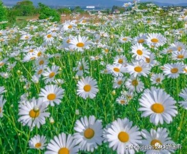 ​一代诗宗杨万里8首夏日诗，清新自然，读完爱上了夏天