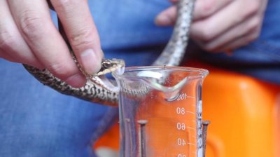 ​科普：蛇毒血清，是用什么做的？